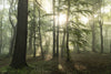 Summer Landscape of Foggy Forest at Sunrise Wall Mural Wallpaper Mural Color Original Custom Size