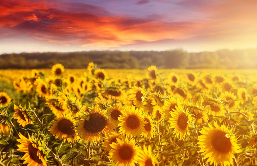 A bright bedroom features the Summer Sunflower Field Wall Mural behind the bed with white and gray bedding. Wooden nightstands, lamps, a bench, a potted plant, sheer curtains, and hardwood floors decorate the sunny space.