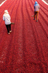 Two people in hats and long sleeves use wooden tools to spread rows of red coffee beans under the sun—a striking scene captured in our Sun-Dried Coffee Harvest Wall Mural, perfect as a custom print or peel and stick mural for any space.