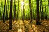 Sun Beams Autumn Forest Wall Mural Wallpaper Mural Deposit Photo Color Original Custom Size