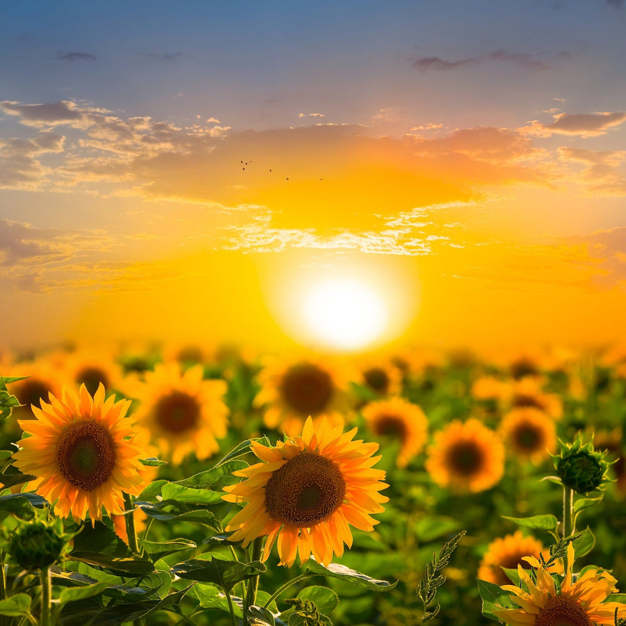 A bright bedroom features the Sundown on Sunflower Field Wall Mural behind the bed, which is dressed in white and gray bedding. Nightstands with plants flank each side, sunlight pours in, and a wooden bench rests at the foot of the bed.