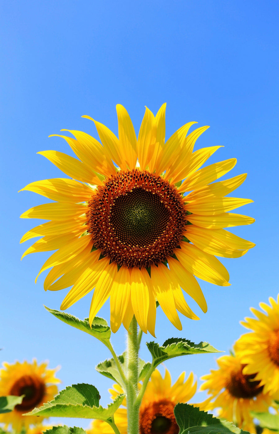 A modern bedroom features a large Sunflower Wall Mural behind the bed. White bedding rests between dark nightstands with lamps, and sunlight streams through glass doors on the left, casting shadows on the light rug and floor.