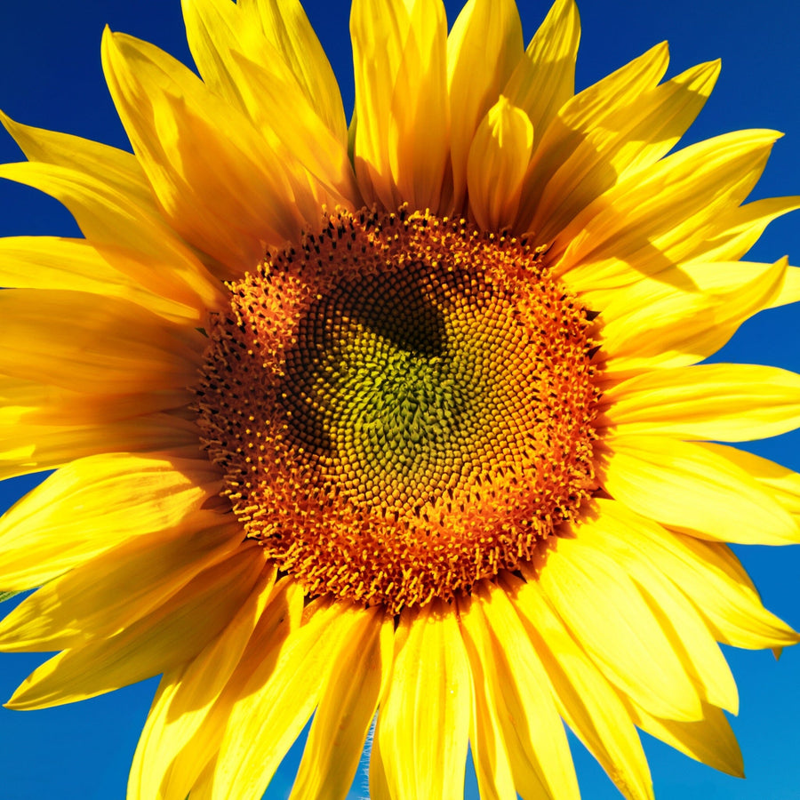 A modern living and dining room with wooden floors, mid-century furniture, blue armchairs, a dining table, kitchen area, pendant lights, and a vibrant Sunflower Against Blue Wall Mural as a peel and stick accent.