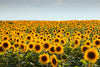 Transform your space with the Sunflower Bloom Horizon Wall Mural—vivid yellow petals and lush green leaves stretching to the horizon. Easy peel and stick application brings the beauty of blooming sunflowers into your home.