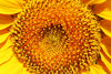 The Sunflower Close-Up Wall Mural features a detailed sunflower center with spiraled yellow and orange seeds, surrounded by vivid petals—ideal as vibrant removable wallpaper or peel and stick mural decor.