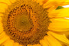 Sunflower Closeup Wall Mural Peel and stick Wall Mural Deposit photo Color Original Custom Size