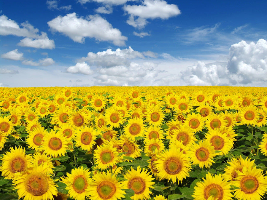 The Sunflower Dreamscape Wall Mural features a vivid expanse of bright yellow sunflowers beneath a blue sky with white clouds, offering a peel and stick mural that brings cheerful color and lush greenery to any space.