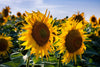 The Sunflower 5 Wall Mural features two vibrant sunflowers in full bloom against green leaves and a clear, lightly clouded sky—ideal for custom-printed murals or removable wallpaper.