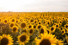 Sunflower Field Wall Mural Wallpaper Mural Deposit Photo Color Original Custom Size