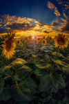 Sunflower Field Captured with Fisheye Lens Wall Mural Wallpaper Mural Deposit photo Color Original Custom Size