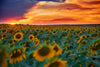 Sunflower Field Illuminated by Sunset and Clouds Wall Mural Wallpaper Mural Deposit photo Color Original Custom Size