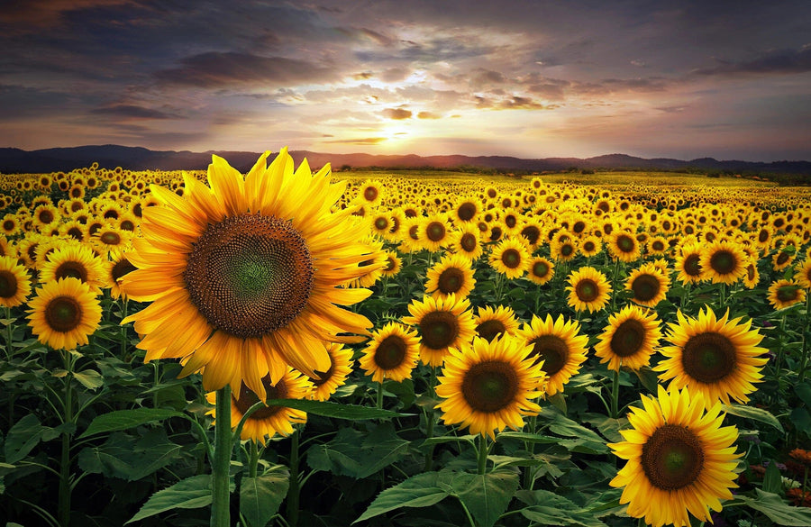 A bright, modern living-dining room with wood floors, blue and wooden furniture, and an area rug features the Sunflower Fields Forever Wall Mural, depicting a vibrant sunflower field at sunset for added color and depth in the open space.