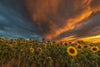 Sunflower Fields at Sunset in Bas-Rhin Wall Mural