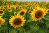 Sunflower Harmony Wall Mural Peel and stick Wall Mural Deposit photo Color Original Custom Size