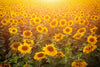 The Sunflower Haven Wall Mural captures a vast field of sunflowers glowing under a golden sky, embodying warmth and tranquility with its vibrant design.