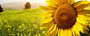 Sunflower Landscape Wall Mural - Peel and Stick Wall Murals Peel and stick Wall Mural Color Original Custom Size