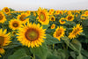Bring summer’s beauty indoors with the Sunflower Smiles Wall Mural—a vibrant field of blooming sunflowers under a pale blue sky, perfect for brightening any room with cheerful, custom-printed decor.