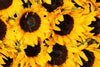 The Sunflower Symphony Wall Mural by features a vivid close-up of sunflowers with bright yellow petals and dark brown centers, perfect for custom printed murals or removable wallpaper. The densely packed flowers create striking color contrasts and textured petals add depth.