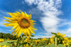 The Sunflower Under Sky Wall Mural by portrays a vibrant foreground sunflower with its textured brown center and bright yellow petals. A field of sunflowers stretches beneath a rich blue sky, creating a serene, sunny atmosphere.