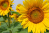 The Sunflower in Focus Wall Mural showcases a vibrant yellow sunflower with detailed seeds and petals in sharp focus, while another sunflower and lush green leaves blur into the background beneath a clear sky for a summery look.