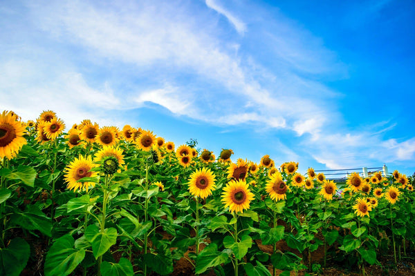 Sunflower on the Hill Wall Mural Wallpaper Mural Deposit photo Color Original Custom Size