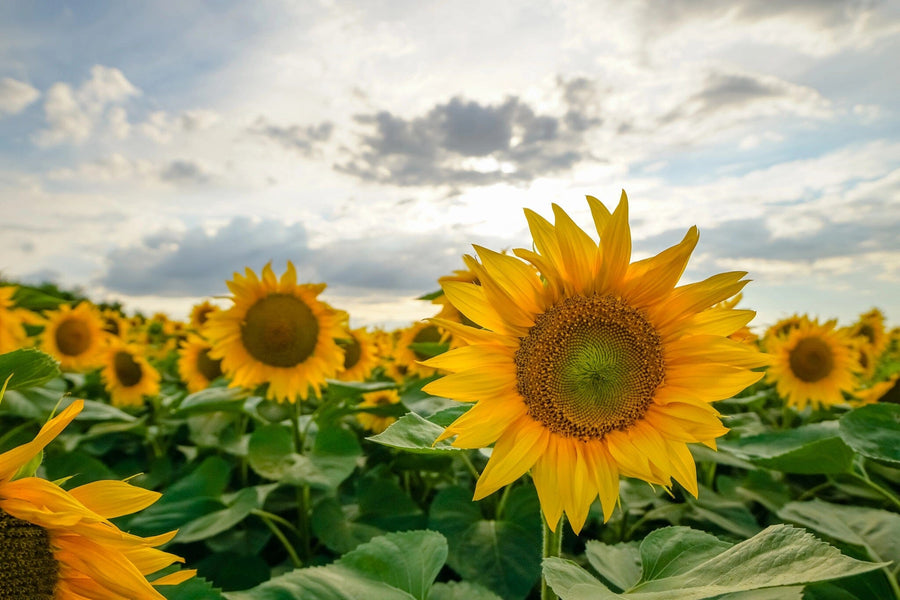 A modern, open-concept living and dining room with wood floors and contemporary furniture is brightened by the Sunflowers Under Clouds Wall Mural, adding vibrant yellow and green accents and creating a stylish, cozy atmosphere.