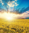 Transform any room with the Sunflowers at Dawn Wall Mural, featuring a radiant field of bright yellow sunflowers beneath a dramatic sunrise. This vibrant, removable wallpaper fills your space with golden warmth and beauty.