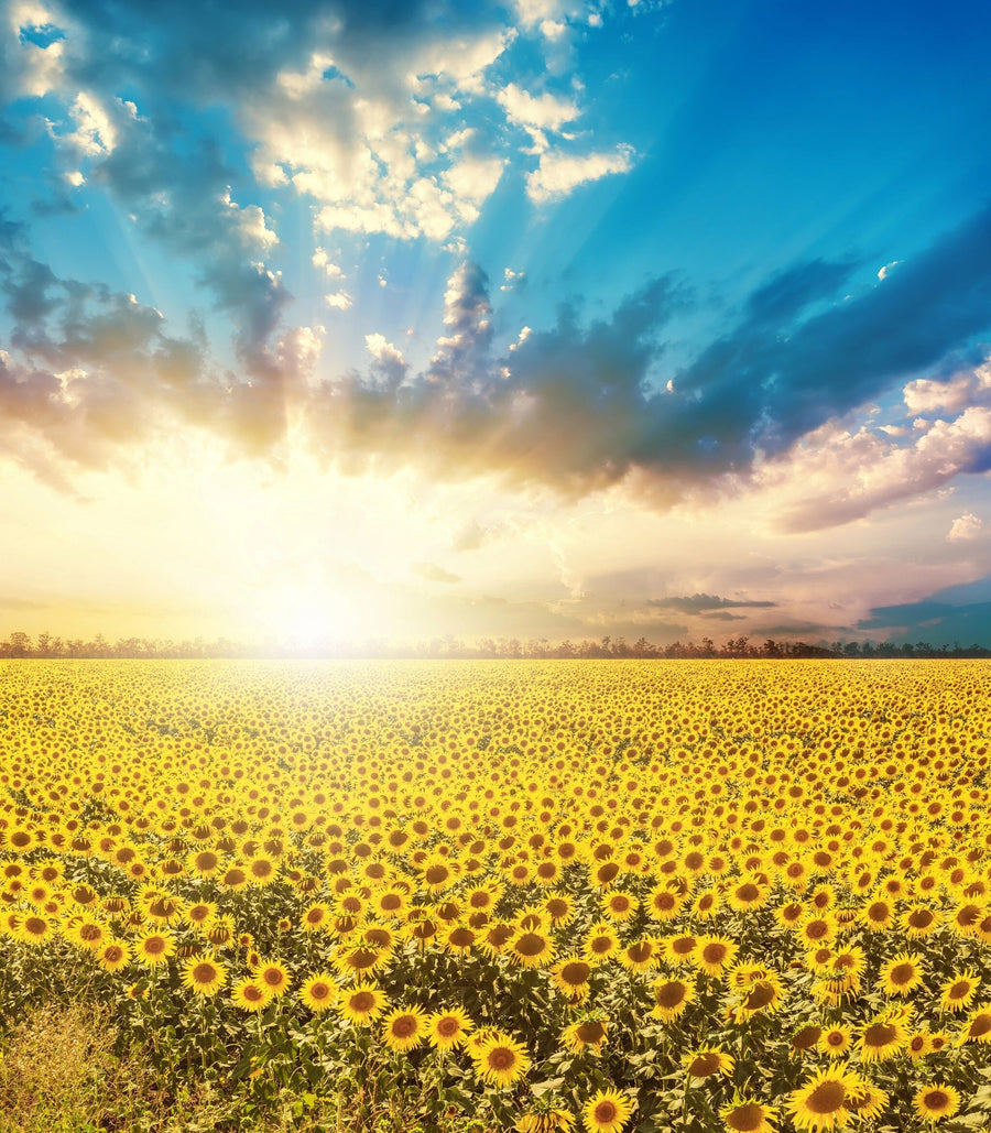 A bright living space showcases the Sunflowers at Dawn Wall Mural, depicting a vibrant sunflower field at sunrise. Contemporary furniture, lush plants, and a stylish dining area complete the cozy, modern atmosphere.