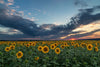 The Sunflowers at Dusk Wall Mural features a vast sunflower field beneath a dramatic sunset sky, blending bright blooms and vibrant colors. This peel and stick mural brings the beauty of nature into your home décor effortlessly.
