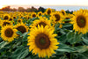 Bring home the beauty of a glowing sunflower field with the Sunflower 1 Wall Mural—peel and stick for an easy update featuring bold yellow petals, lush green leaves, and radiant skies.