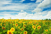 A vast field of blooming sunflowers under a bright blue sky inspires the Sunflowers in Summer Wall Mural—a lively peel and stick design that brings picturesque summer landscapes and nature’s beauty into your home.