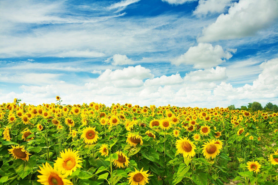 A modern, open-plan living and dining room features wood floors, stylish furniture, and the Sunflowers in Summer Wall Mural, which showcases a sunny field of blooming sunflowers under a blue sky for a vibrant, natural focal point.
