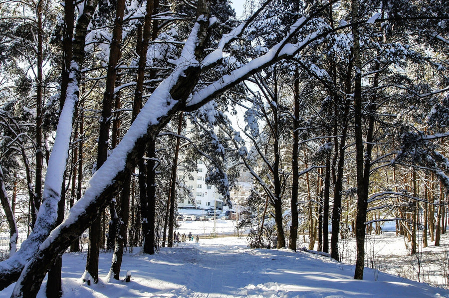A mural titled "Sunlight in Snowy Winter Forest in the City" depicts a serene snowy scene with tall pines lining a path. Sunlight filters through, casting shadows on the snow as people walk near white buildings partially visible through the trees.
