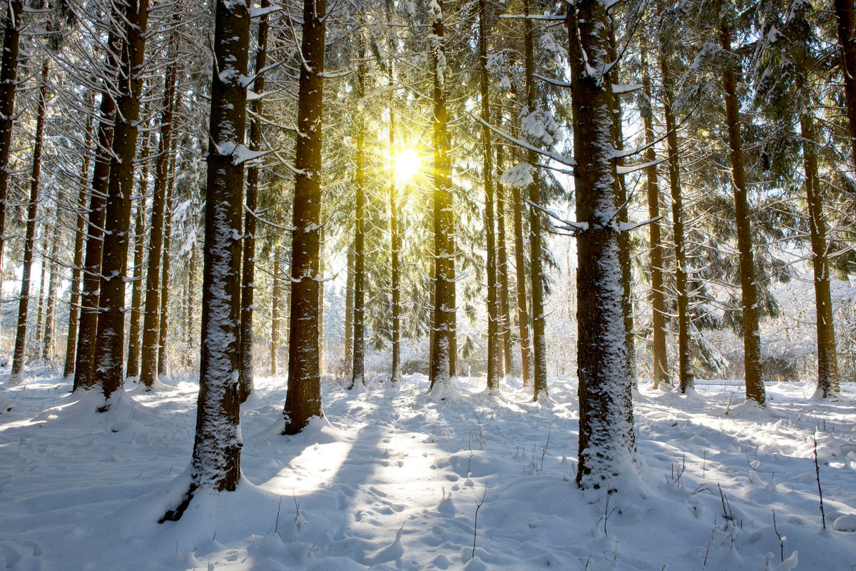 Sunlight in the Winter Forest Wall Mural