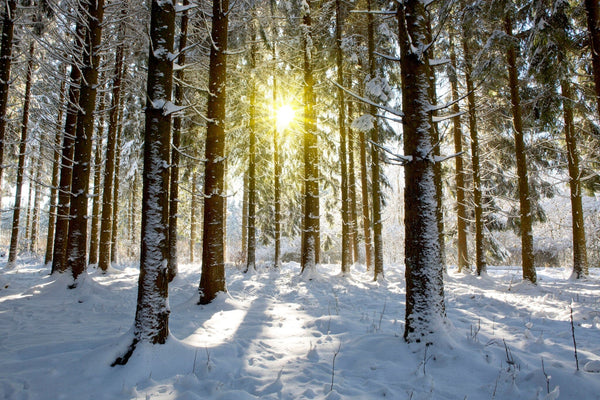 sunny winter day in a snowy forest with sunlight filtering through the trees – Peel and Stick Wall Murals