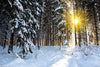 Snow-covered forest with sunlight filtering through tall trees – Peel and Stick Wall Murals