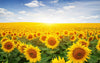 The Sunlit Flower Field Wall Mural brings a vibrant field of yellow sunflowers under a blue, cloud-dotted sky into your space, with a golden glow that brightens any room—easy to apply and perfect for transforming your decor.