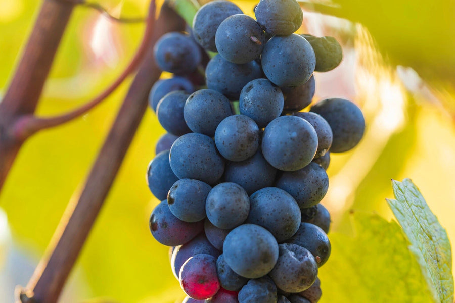 A modern café with wooden tables and stools, pendant lights, and the Sunlit Grapes Wall Mural—purple grapes on a yellow background—covering the back wall. Wine bottles, plants on shelves, and large windows brighten the space with natural light.