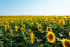 Bring the beauty of summer indoors with the Sunny Bloom Horizon Wall Mural. This vivid scene of tall yellow sunflowers beneath a blue sky is perfect as custom printed or removable wallpaper for any space.