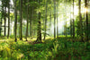 Sunny Morning in the Forest with Little Sapling Wall Mural Wallpaper Mural Deposit Photo Color Original Custom Size