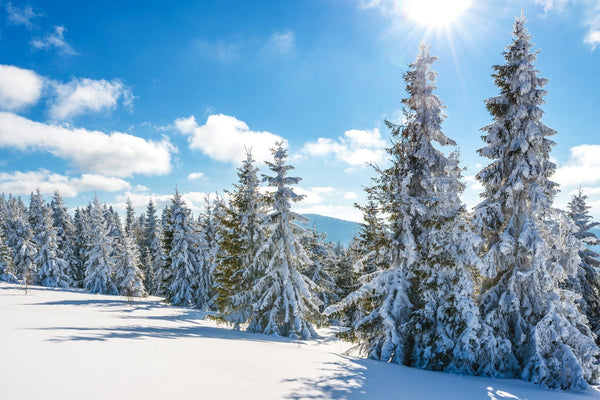 a group of trees covered in snow – Peel and Stick Wall Murals