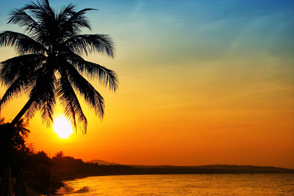 Silhouetted palm tree at sunrise in the tropics – Peel and Stick Wall Murals