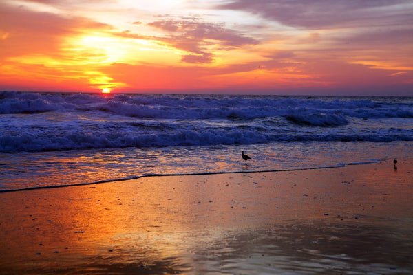 A bird standing on the beach during sunrise – Peel and Stick Wall Murals