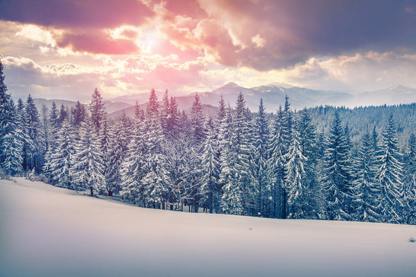 The Sunrise in the Carpathian Mountains Wall Mural showcases a serene winter landscape with snow-covered forests and towering pine trees. In the foreground, untouched snow leads to a dense forest, while mountains silhouette dramatically against a pink and orange sunset sky. Ideal for custom murals.