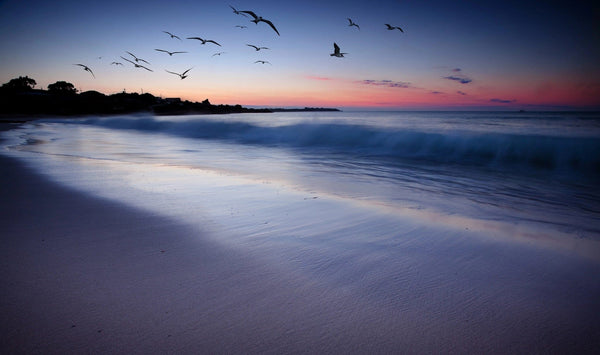 Birds flying over the water at sunset on a beach – Peel and Stick Wall Murals