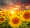 Transform your space with the Sunset Over Sunflowers Wall Mural—a removable wallpaper featuring a vivid field of sunflowers beneath a dramatic sky, bringing golden light and nature’s beauty to any room effortlessly.