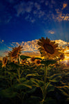 Sunset Over a Sea of Golden Sunflowers Wall Mural Wallpaper Mural Deposit photo Color Original Custom Size