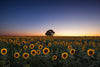 Sunset Over the Field of Sunflowers Wall Mural Wallpaper Mural Deposit photo Color Original Custom Size