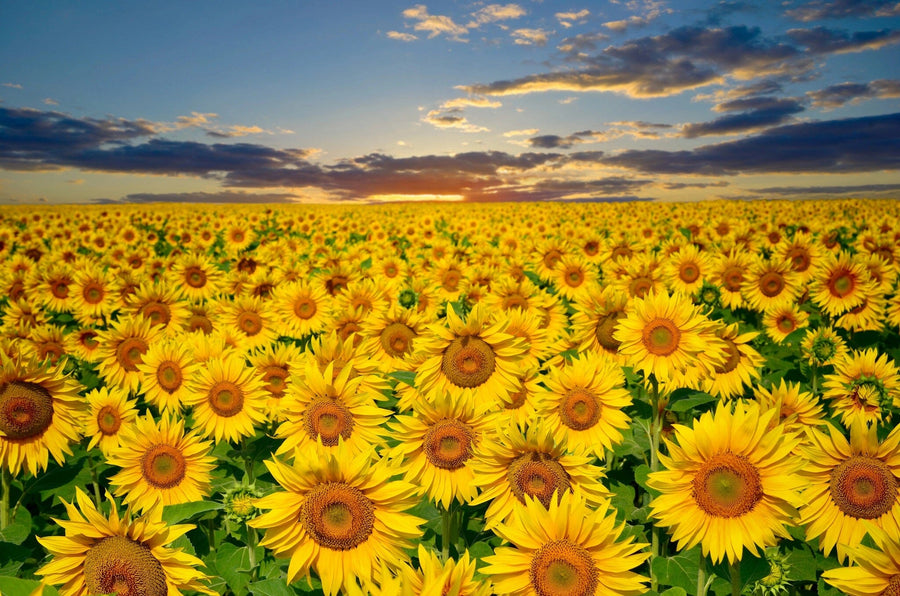 A modern living and dining room with wooden floors and stylish furniture features the Sunset Symphony Wall Mural, showcasing a sunflower field at sunset. Warm lighting and a cozy atmosphere complete this stunning space.
