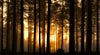 Sunset in Dark Foggy Forest Wall Mural Wallpaper Mural Color Original Custom Size